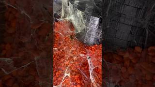 One Blink and the Spider Vanishes #shorts #amazing