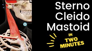 Sternocleidomastoid | In TWO MINUTES