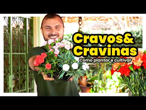 Vídeo: Plantando Sementes de Cravo - Como Cultivar Flores de Cravo