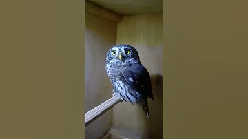 Воробьи́ный сыч (лат. Glaucidium passerinum)