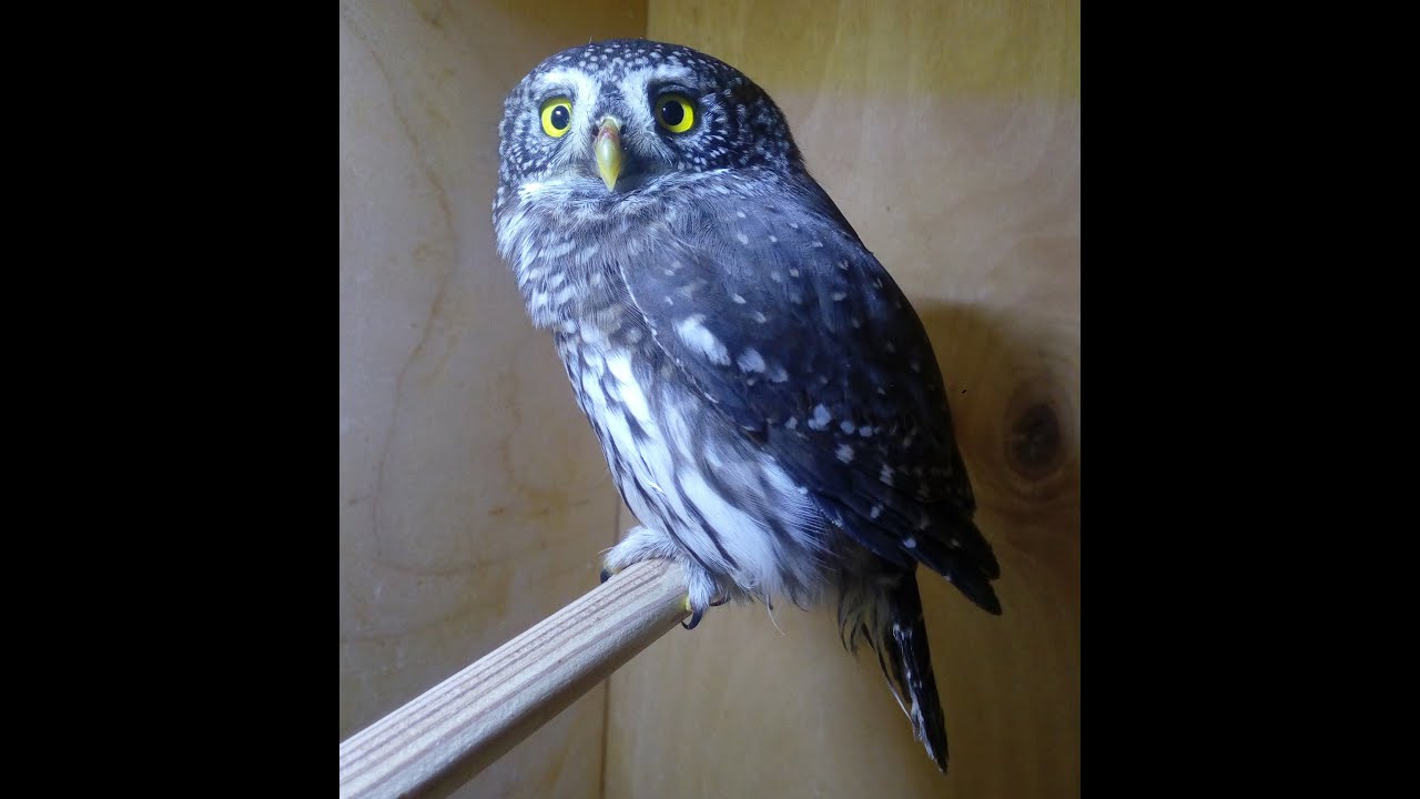 Воробьи́ный сыч (лат. Glaucidium passerinum)