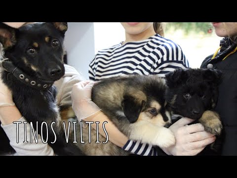 Video: Tyrimas Rodo, Kad Gyvūnų Prieglaudos Dažnai Neteisingai Identifikuoja šunų Veisles