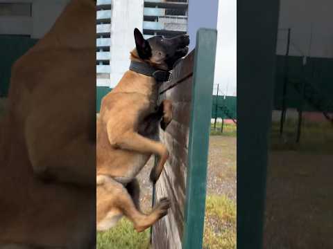 Кайман малинуа берет барьер с близкого расстояния. Обучение #шортс #малинуа #бельгийскаяовчарка