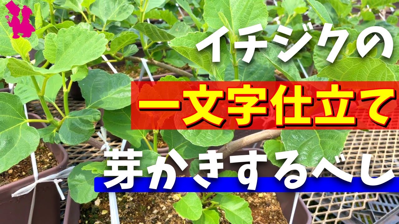 【イチジク】一文字仕立ての芽かきについて園芸農家が実演解説します