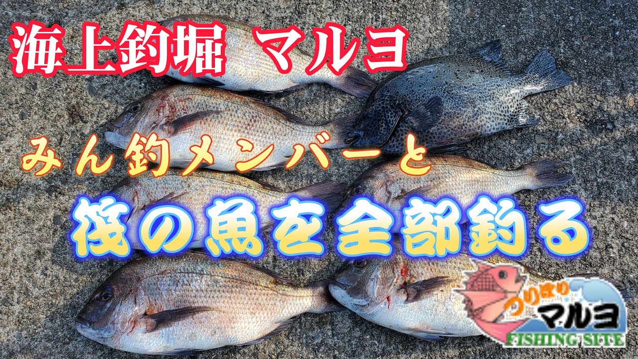 『海上釣り堀』【マルヨ】みん釣メンバーと筏の魚を全部釣っちゃおう！