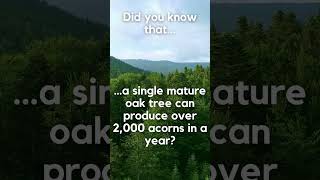 The Astonishing Fertility of Mature Oak Trees 🌳🌰 #oak #tree #facts