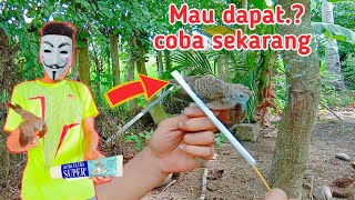 🔴Bird Lovers Must Watch! Explanation of How to Catch Birds at Night Using Glue