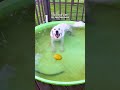 Rock-Obsessed Golden Even Takes Rocks To Bed With Him | The Dodo