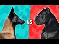 Belgian Malinois VS Cane Corso