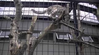 木が折れてびっくり！ユキヒョウ~Snow Leopard surprised because tree breaks