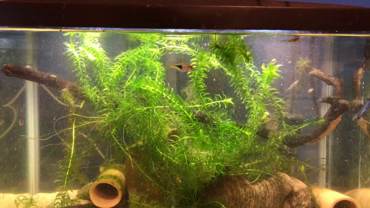 Wild Guppy Tank Don T Waste Feeder Fish Youtube