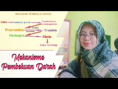 Video: Kapan protrombin diubah menjadi trombin?