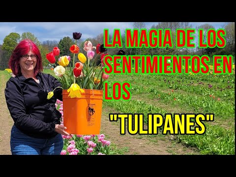 Video: Tulipanes morados: ¿qué significan? Un ramo de tulipanes morados como símbolo de fidelidad