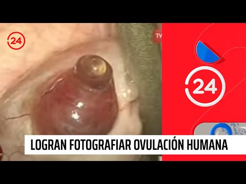 Fotografían ovulación humana