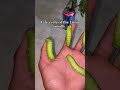 Life cycle of the Luna Moth 🦋 #lunamoth #moths #insects #pets #lifecycles #viralshort #viral