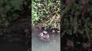 Jesmond Dene Park Ducks- 20230130