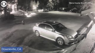Bear break-in! Watch as it breaks into a parked car
