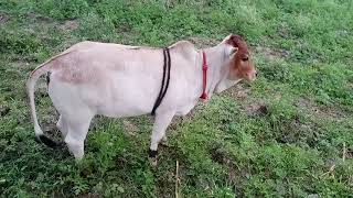 Punganur cow and calf