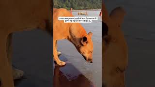 #love #care #humanity #dog #streetdog #hunger #pain #suffering #kids #kindness #trending #viral