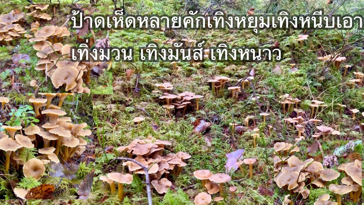 ป้าดเห็ดหลายคักเทิงหนีบ เทิงหยุมเอา8/11/25