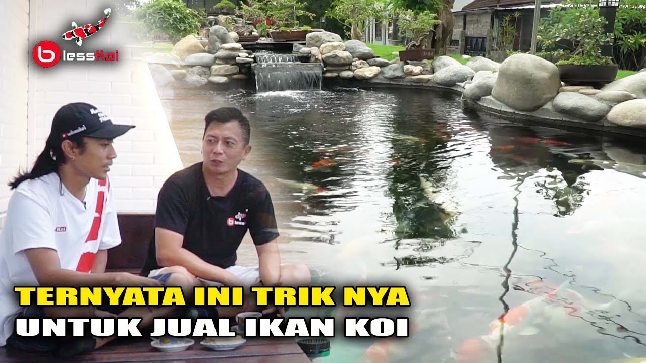 BISA DITIRU | TERNYATA INI TRIKNYA JUALAN IKAN KOI @BlessChannels RAJANYA KOLAM KOI