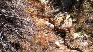 Rattlesnake on the trail @infinitefx