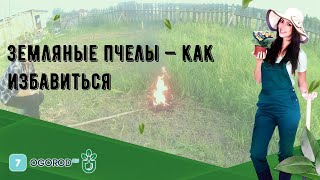 Земляные пчелы — как избавиться