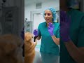#comedyshorts #funny #petshorts #pets #dogreaction
