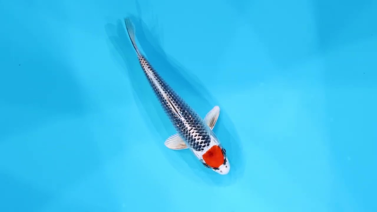 若鯉大会スペシャルオークション！】260302-069の出品鯉のご紹介