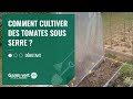 Tuto Comment Cultiver Les Tomates Sous Serre 