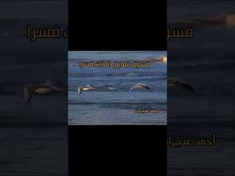 قصيدة مضى رجب وما احسنت فيه أحمد عنيزات