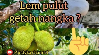 cara membuat lem pulut dari getah buah nangka?