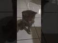 🇮🇷#hijab #cat #studywithmeandmycat #kitten #whowillbemylifepartnerta #cute #cutecat #shortvideo #yt