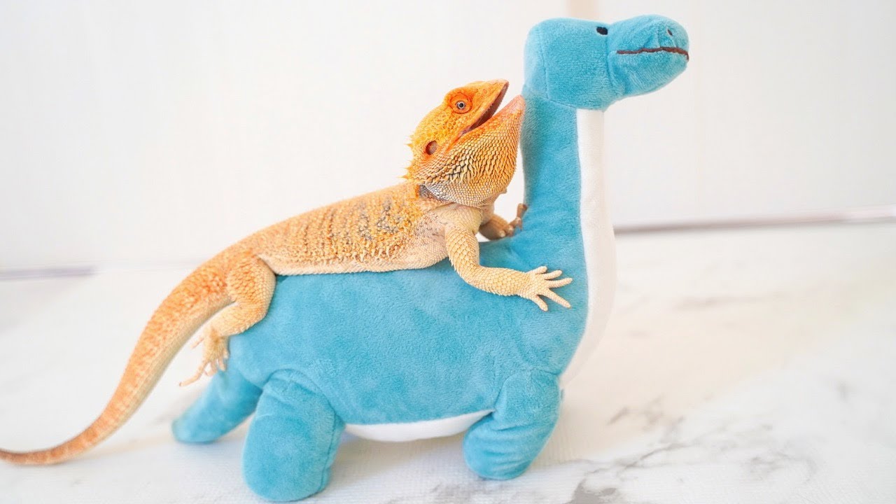 フトアゴヒゲトカゲを飼いたくなる可愛すぎる瞬間！魅力・仕草20選｜Bearded dragon