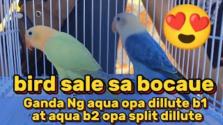 bocaue pet market daming ibon update Tayo🥰🥰🥰