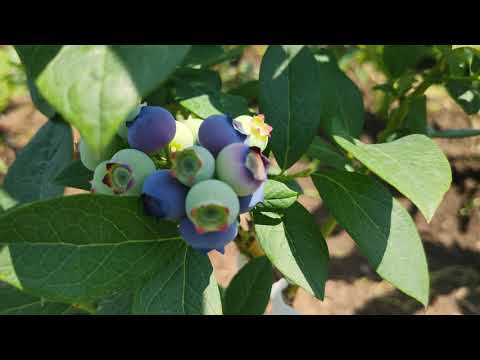 Видео: Екзотичната наранджила е декоративен храст с вкусни плодове. Отглеждане и използване на плодове. Снимка