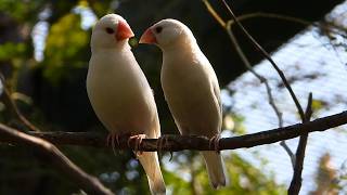White Java sparrow bird News