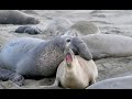 See elephant seal babies, moms at SLO County beach