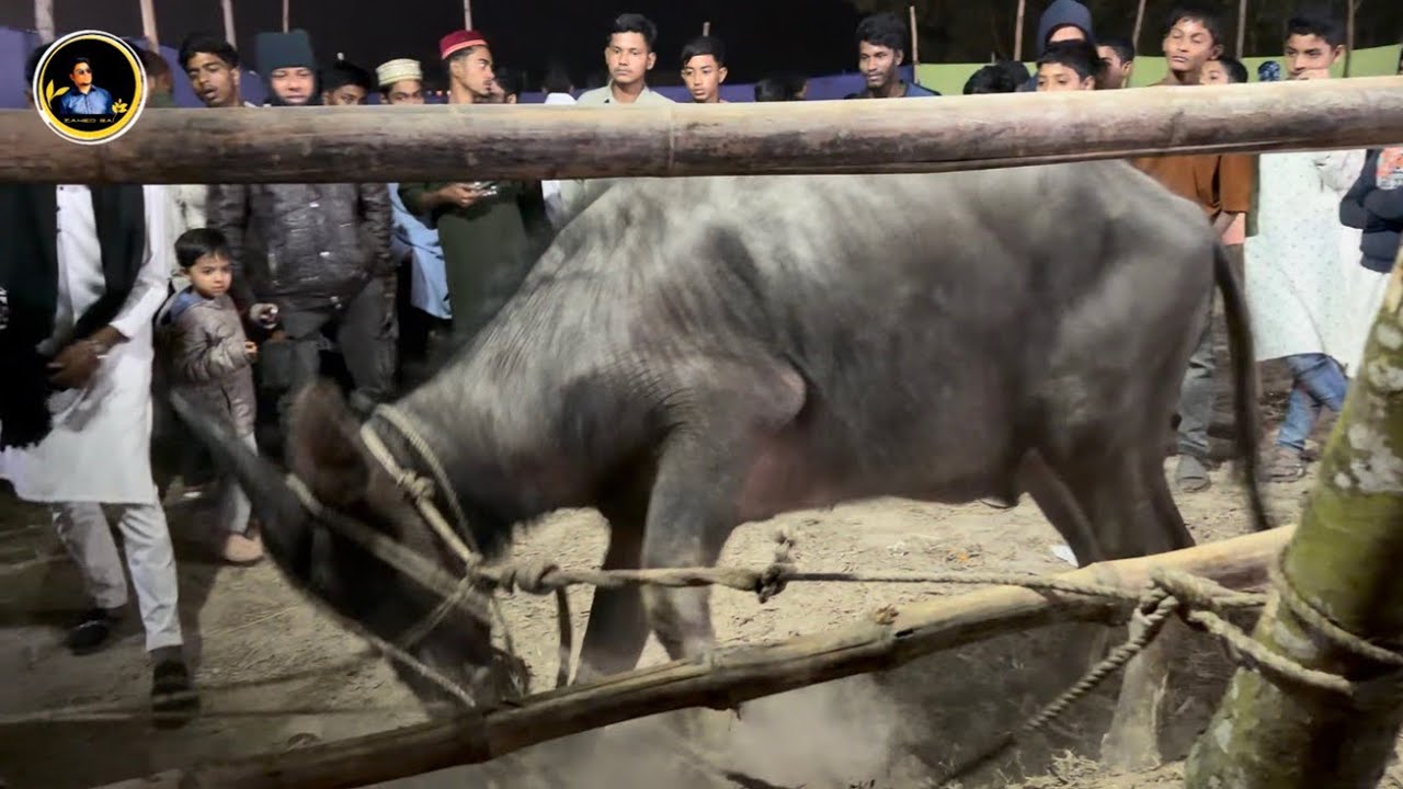 পাগলা মহিষ # crazy Buffalo #