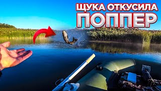 ЩУКА ОТКУСИЛА ПОППЕР! Атака щуки! Ловля щуки на поппер!