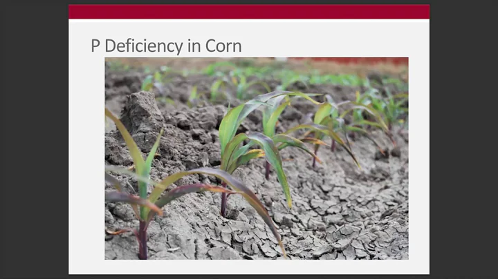 Week 6 - Phosphorus Overview (ENR 5270)