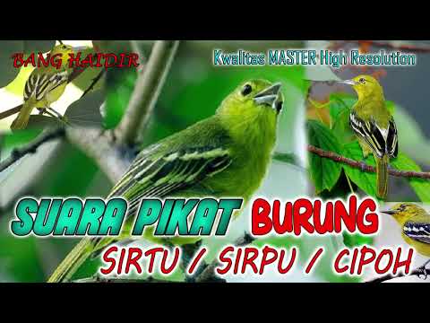 SUARA PIKAT BURUNG SIRTU sirpu CIPOH yang JERNIH dan TERBUKTI AMPUH