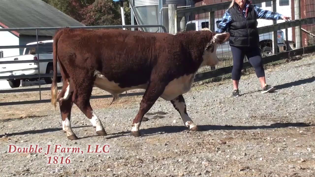 Double J Farm 1816 YouTube