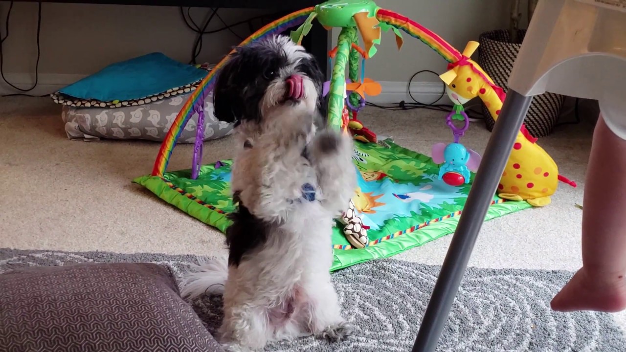 puppy paradise Skippy still begging after 7 years!!