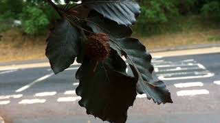 Copper beech - leaves & fruit (mast ...