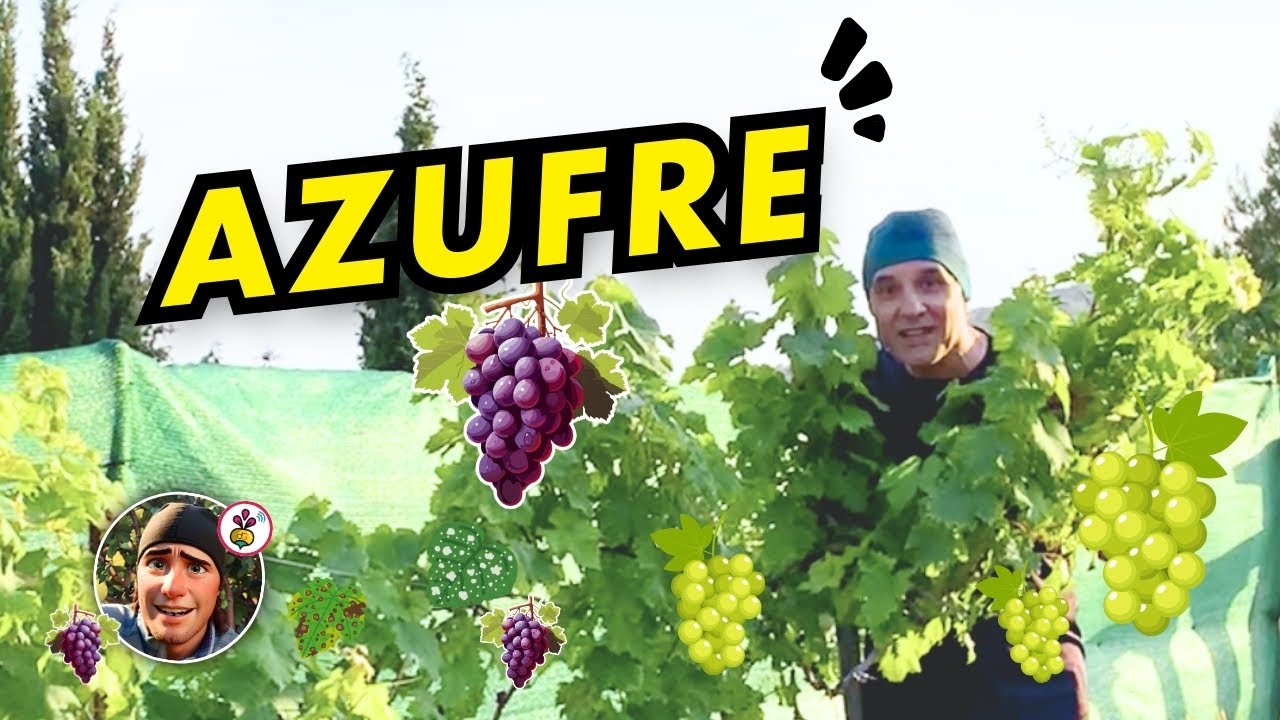 ¡Parras de uvas saludables 🔴 Azufra las parras en tu huerta! #uvas