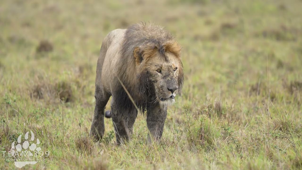 Wildlife Therapy: Maasai Lion Ambling Across Maasai Mara on a Rainy Morning