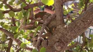 Chameleon and crickets by Thiago Oliveira 1,074 views 11 years ago 2 minutes, 20 seconds