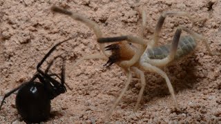 Black Widow Encounters Camel Spider (minor altercation) (Warning: May be disturbing to some viewers)
