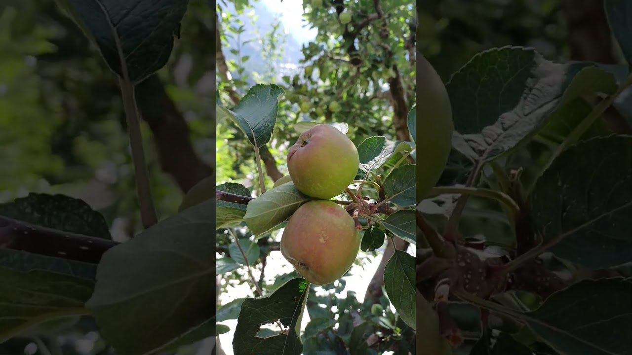 seb ka ped.... |apple tree| 